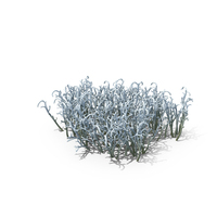 Reindeer Moss PNG & PSD Images