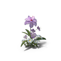 Flowers PNG & PSD Images