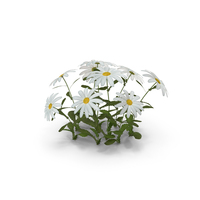 Flowers PNG & PSD Images
