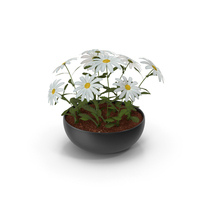 Flowers In Black Pot PNG & PSD Images