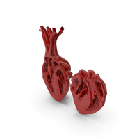 Human Heart Anatomy Cut PNG & PSD Images