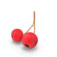 Two Hawthorn Berries PNG & PSD Images