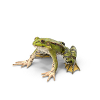 Complete Frog Body Anatomy PNG & PSD Images