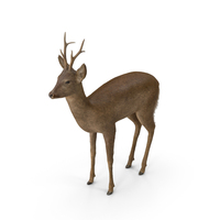 European Roe Deer Capreolus Male Adult PNG & PSD Images
