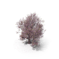 Blossom Tree PNG & PSD Images