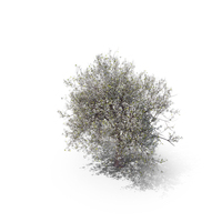 Blossom Tree PNG & PSD Images