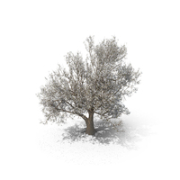 Blossom Tree PNG & PSD Images