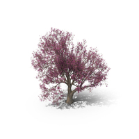 Blossom Tree PNG & PSD Images