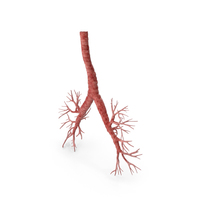 Respiratory System Trachea PNG & PSD Images
