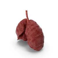 Respiratory System PNG & PSD Images