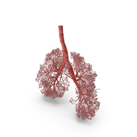 Respiratory System Alveoli PNG & PSD Images