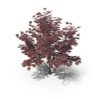 Acer Palmatum Maple Tree PNG & PSD Images