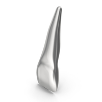 Silver Human Teeth Upper Central Incisor PNG & PSD Images