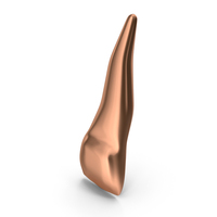 Copper Human Teeth Upper Lateral Incisor PNG & PSD Images