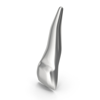 Silver Human Teeth Upper Lateral Incisor PNG & PSD Images
