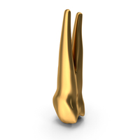 Golden Human Teeth Upper First Premolar PNG & PSD Images