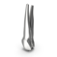 Silver Human Teeth Upper First Premolar PNG & PSD Images