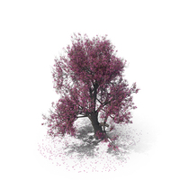 Blossom Tree PNG & PSD Images