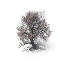 Blossom Tree PNG & PSD Images