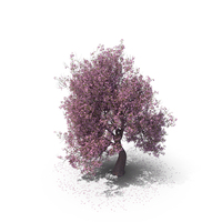 Blossom Tree PNG & PSD Images