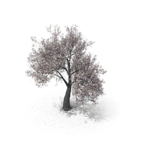 Blossom Tree PNG & PSD Images
