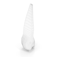 Wireframe Human Teeth Upper Second Premolar PNG & PSD Images