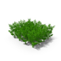 Dill Garden Bed PNG & PSD Images
