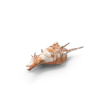 Lambis Truncata Shell PNG & PSD Images