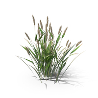 Alopecurus Plant PNG & PSD Images