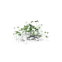 Clover Plant PNG & PSD Images
