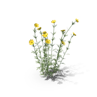 Coreopsis Palmata Plant PNG & PSD Images