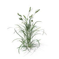 Dactylis Glomerata Plant PNG & PSD Images