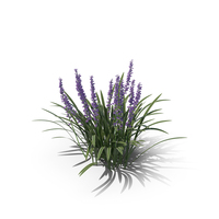 Liriope Variegata Plant PNG & PSD Images