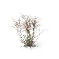 Aristida Purpurea Plant PNG & PSD Images