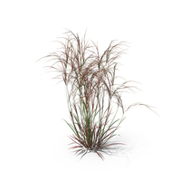 Aristida Purpurea Plant PNG & PSD Images