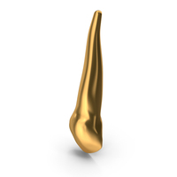 Golden Human Teeth Upper Canine PNG & PSD Images