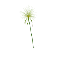 Papyrus Plant PNG & PSD Images