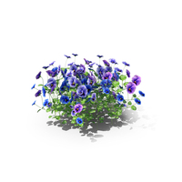 Pansies Flowers PNG & PSD Images