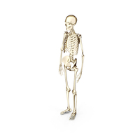 Cartoon Stylized Skeleton PNG & PSD Images