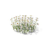 Meadow With Daisies PNG & PSD Images