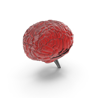 Red Glass Brain Anatomy PNG & PSD Images