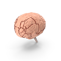 Plastic Brain Anatomy PNG & PSD Images