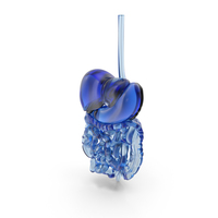 Digestive System Glass PNG & PSD Images