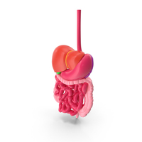 Plastic Digestive System PNG & PSD Images