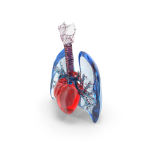 Lungs Trachea And Heart Glass PNG & PSD Images