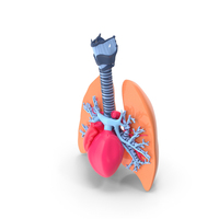 Plastic Lungs Trachea And Heart PNG & PSD Images