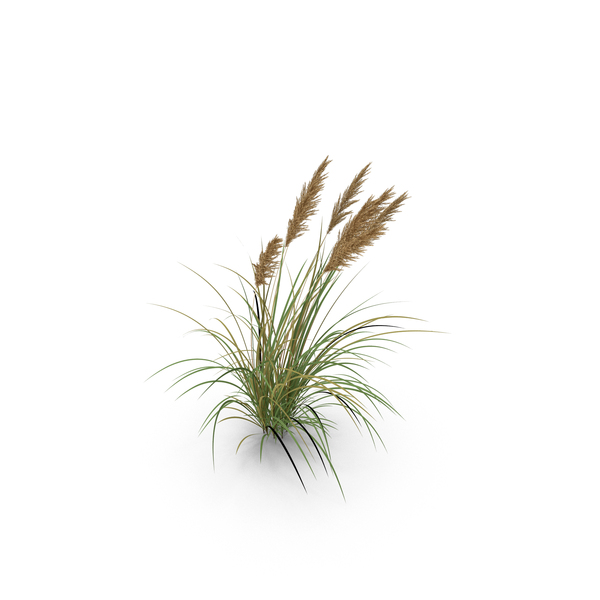 Meadow Grass PNG & PSD Images