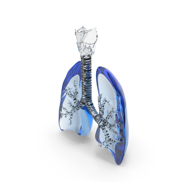 Glass Lungs Trachea PNG & PSD Images