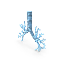 Trachea Bronchi Plastic PNG & PSD Images