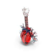 Trachea And Heart Glass PNG & PSD Images